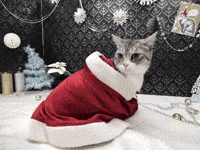 Clubhouse 游泳 GIF