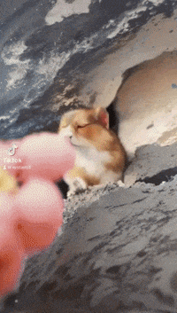 Chipmunk GIF by systaime