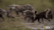 nat geo wild hyena GIF by Savage Kingdom