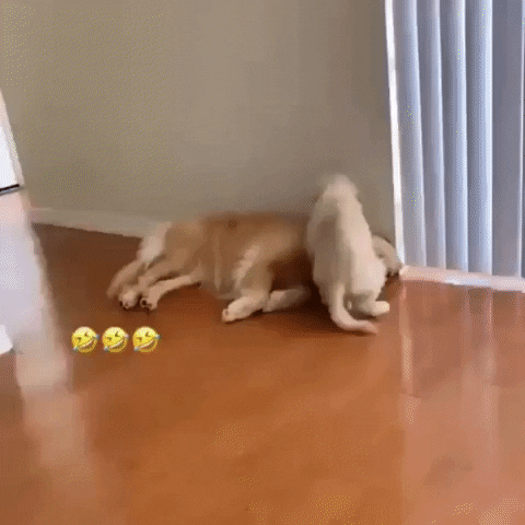 jermbly giphyupload GIF