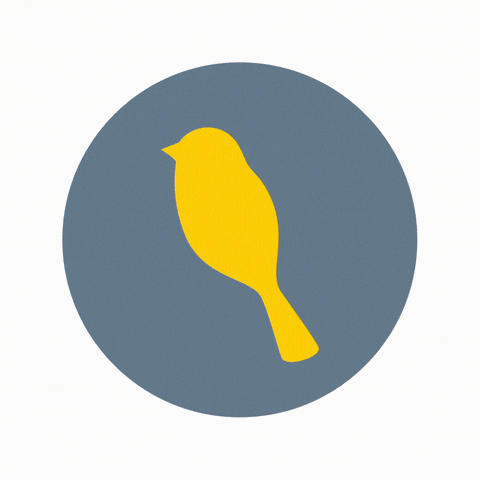 GoYellowBird giphyupload yellowbird goyellowbird GIF