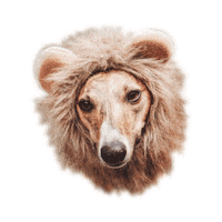 Big Cat Dog Sticker by Macattack