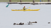 Kayaking Sea Otter GIF by Monterey Bay Aquarium