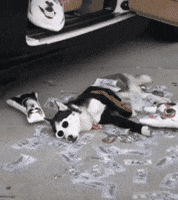 swagrman money swaggy wolfdog GIF