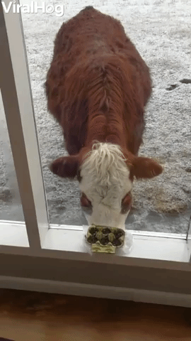Cow Finds the Only Green Sprouts Around