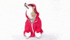 costume GIF by Menswear Dog