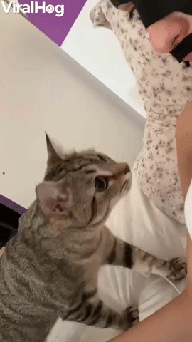 Cat is Surprised by Facemask