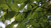 Sun Leaves GIF by JC Property Professionals