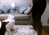Tonight Show Dance GIF by The Tonight Show Starring Jimmy Fallon
