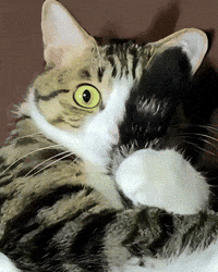 KIRARIwithYANMARS cat stare focus watching GIF