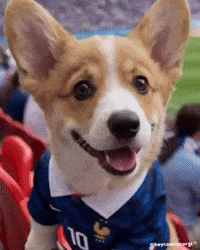 France Puppy GIF