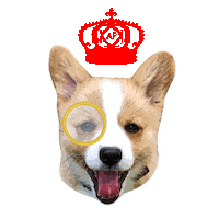 queen corgi Sticker by AffiniPay