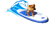 dog sport Sticker by Tales&Tails