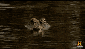 swamp people waiting GIF