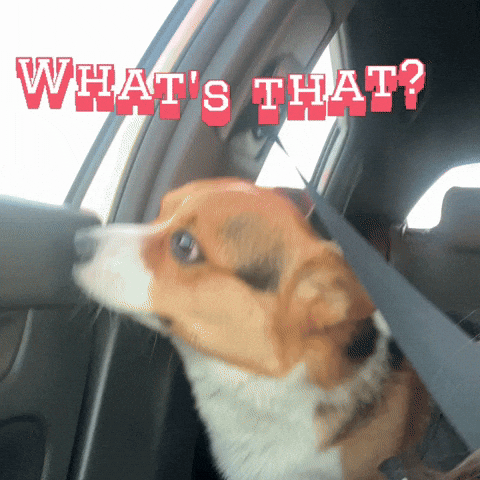 Corgi Whats That GIF