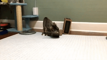Energetic cat Shows Her Kittens How to Play