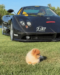 Pomeranian Hypercar GIF