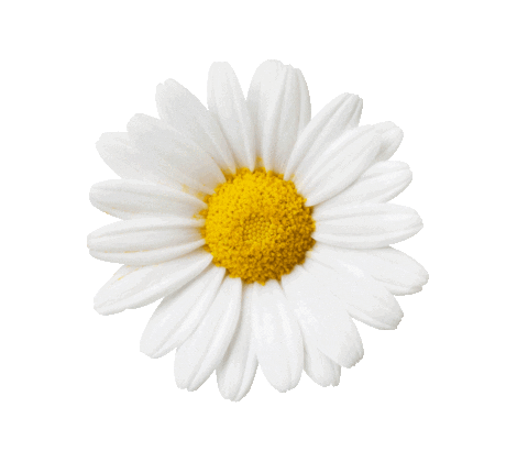 Flower Daisy Sticker by Lime Crime
