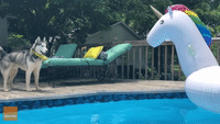 Unsure Husky Meets Inflatable Unicorn