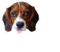 Cavalier King Charles Spaniel Australia Sticker