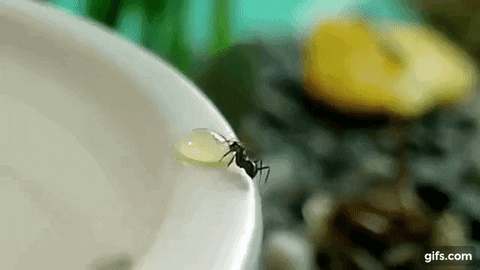 honey ants GIF