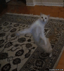 Video gif. White cat hopping on their hind legs, dancing back and forth.