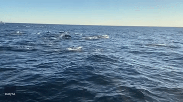 'Megapod' of Dolphins Stampede Off Coast 