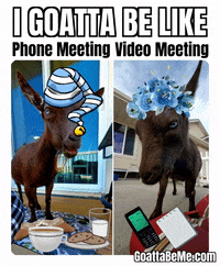 Zoom Cute Animals GIF by Goatta Be Me Goats! Adventures of Java, Toffee, Pumpkin and Cookie!
