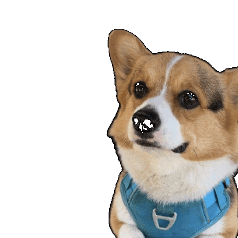 Dog Corgi Sticker