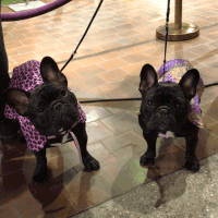 dog show dogs GIF by Westminster Kennel Club
