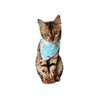 Cat Kitty Sticker by Geekster Pets