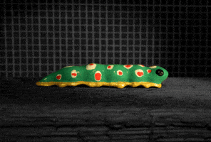 Stop Motion Bug GIF by PES