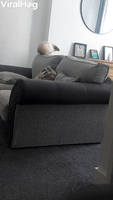 Rabbit Tries to Parkour Off Furniture