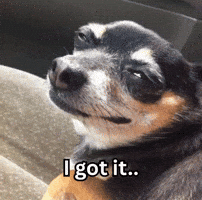 I Got It Funny Dog GIF