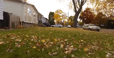 Drone Leaf Blower Life Hack