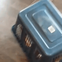 English Bulldog Dizzies Itself With Laundry Basket