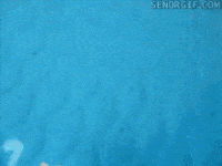 hamsters squee GIF