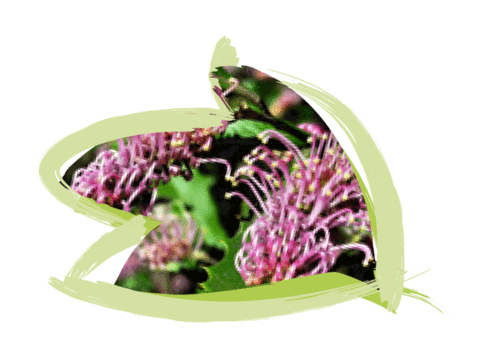 Endangered Species Australia Sticker by NSW Department of Planning, Industry and Environment