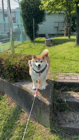 cuteanimalland giphyupload GIF