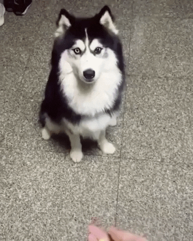 cuteanimalland giphyupload GIF