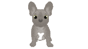 French Bulldog Dog Sticker by zoopeez