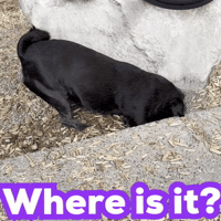 Dog Digging GIF