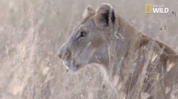 african cats big cat week GIF by Nat Geo Wild 