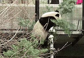 panda GIF
