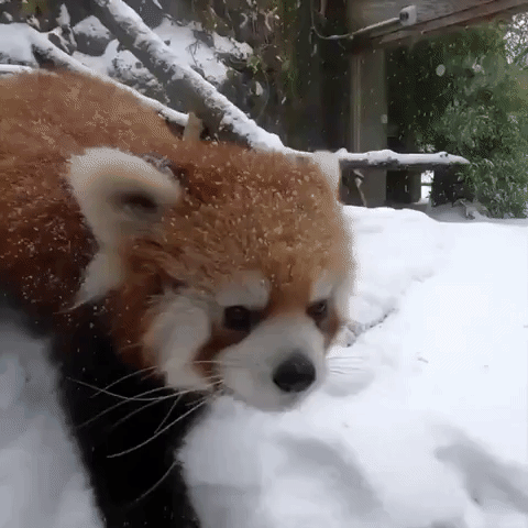 Oregon Zoo Animals Frolic in Freshly Fallen Snow