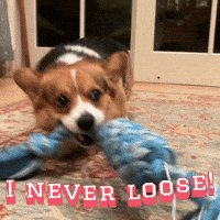 Serious Corgi GIF