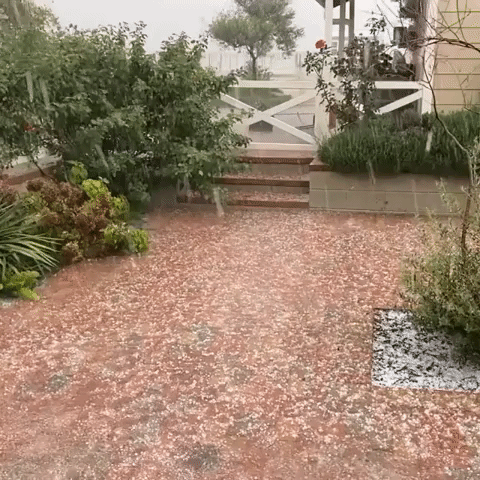 Hail Pounds Southeastern Arizona Vineyard During Severe-Warned Storm