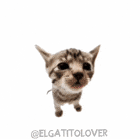 Dance Cat GIF