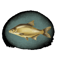 Kokorysuje Sticker