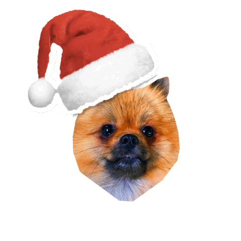 Burlybearpom giphyupload christmas xmas christmas dog Sticker